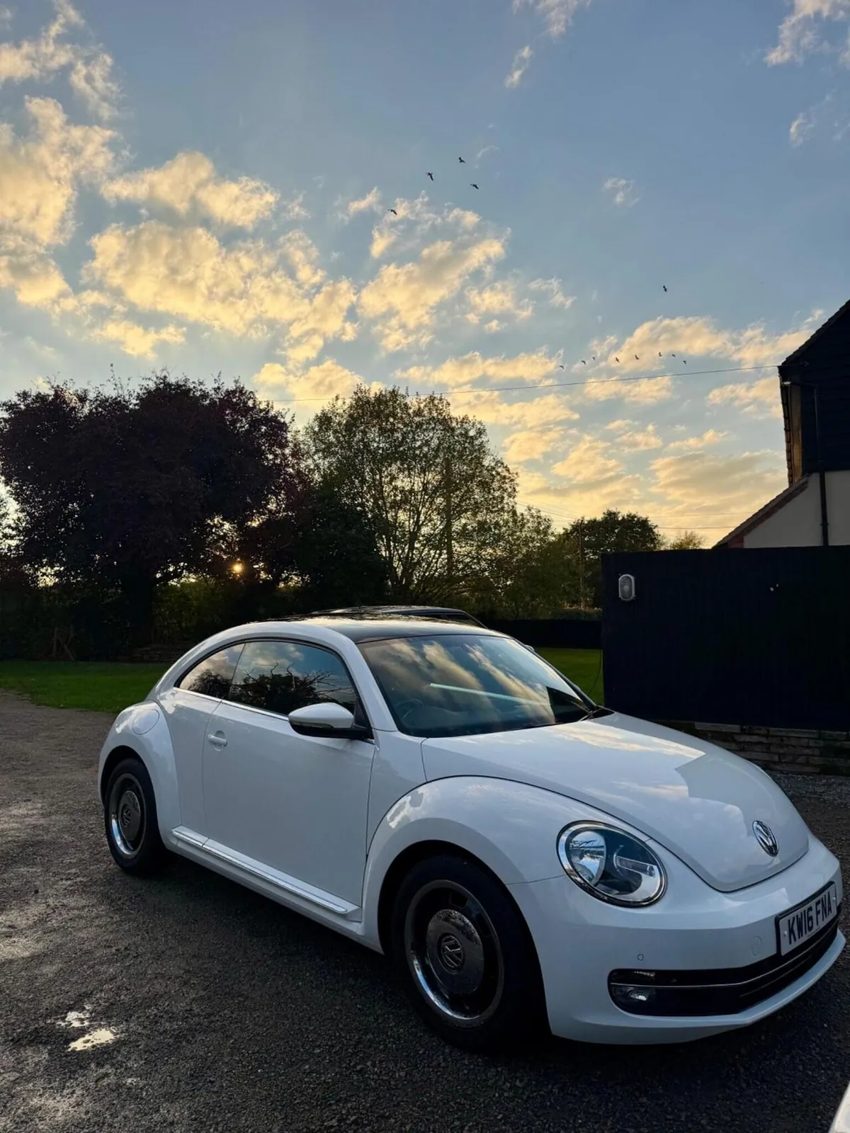 Volkswagen Beetle