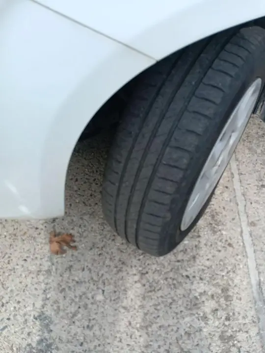 Fiat Panda 2013 photo 5