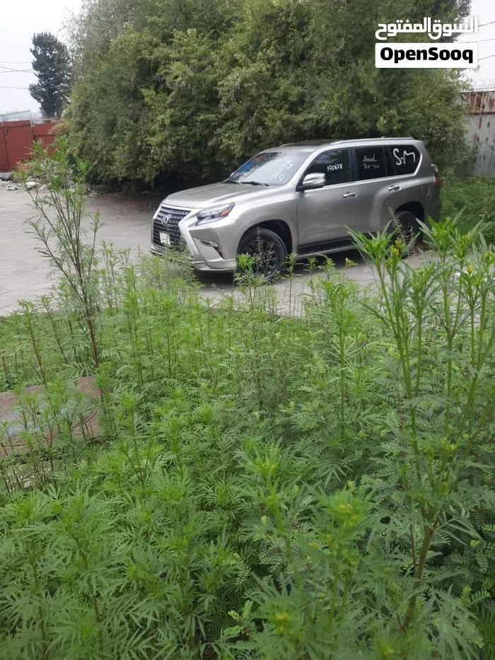 Lexus Gx 460 Premium 2020 photo 5