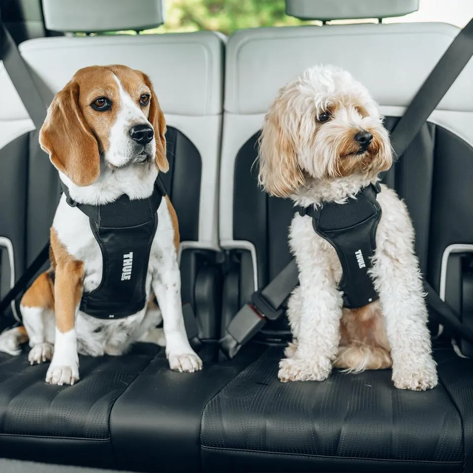 Thule Cappy M