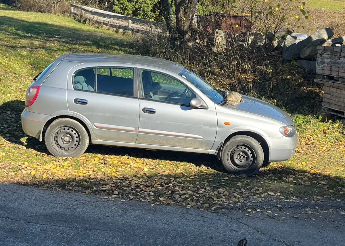 Nissan Almera 2004 photo 3